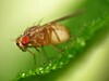 Founded at the turn of the 20th century in kirksville, missouri, a.t. Fruit fly urine helps scientists understand coeliac disease