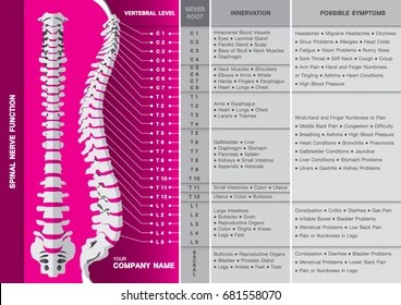 Care guide for cervical nerve root injection (precare). Spinal Nerves Images Stock Photos Vectors Shutterstock