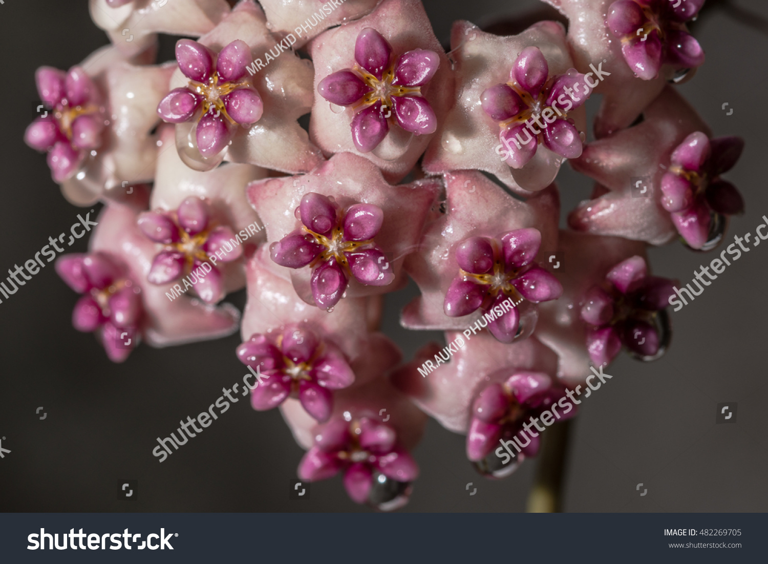 Macro Hoya Sweet Scent Royalty Free Stock Photo 482269705 Avopix Com