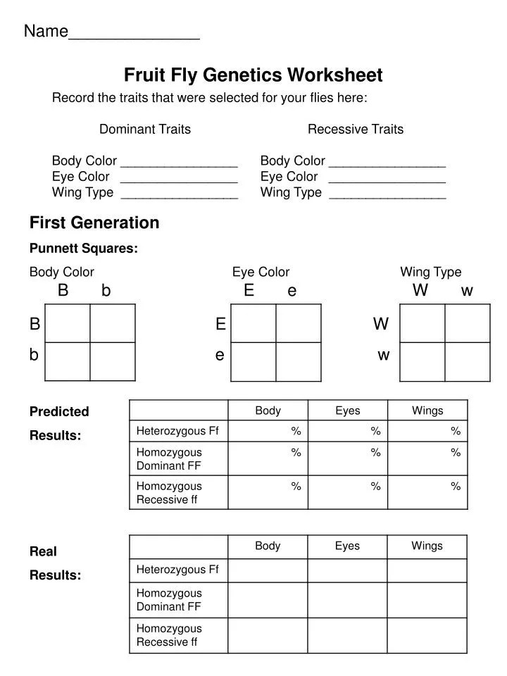 The passing of traits from parents to offspring. Ppt Name Fruit Fly Genetics Worksheet Powerpoint Presentation Id 497352