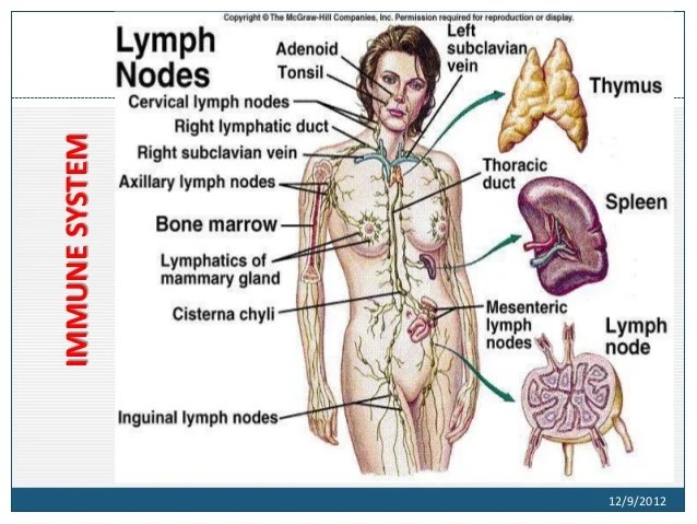 When seasonal illnesses arrive, you will want a strong immune system to protect you. Structure And Functions Of Immune System