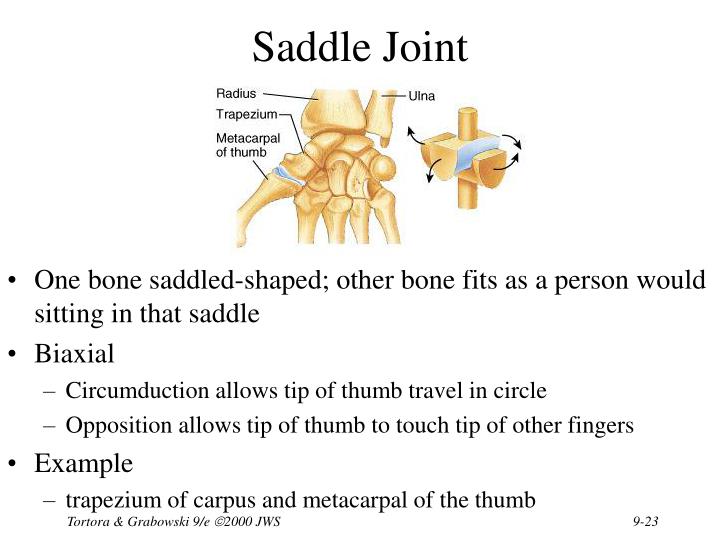 It involves the sequential combination of flexion, adduction, extension, and abduction at a joint. PPT - Chapter 9 Joints PowerPoint Presentation - ID:1703136