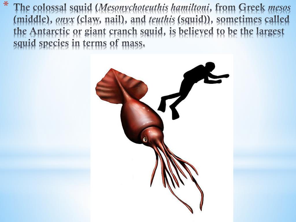 images Colossal Squid Size Comparison To Human slideserve
