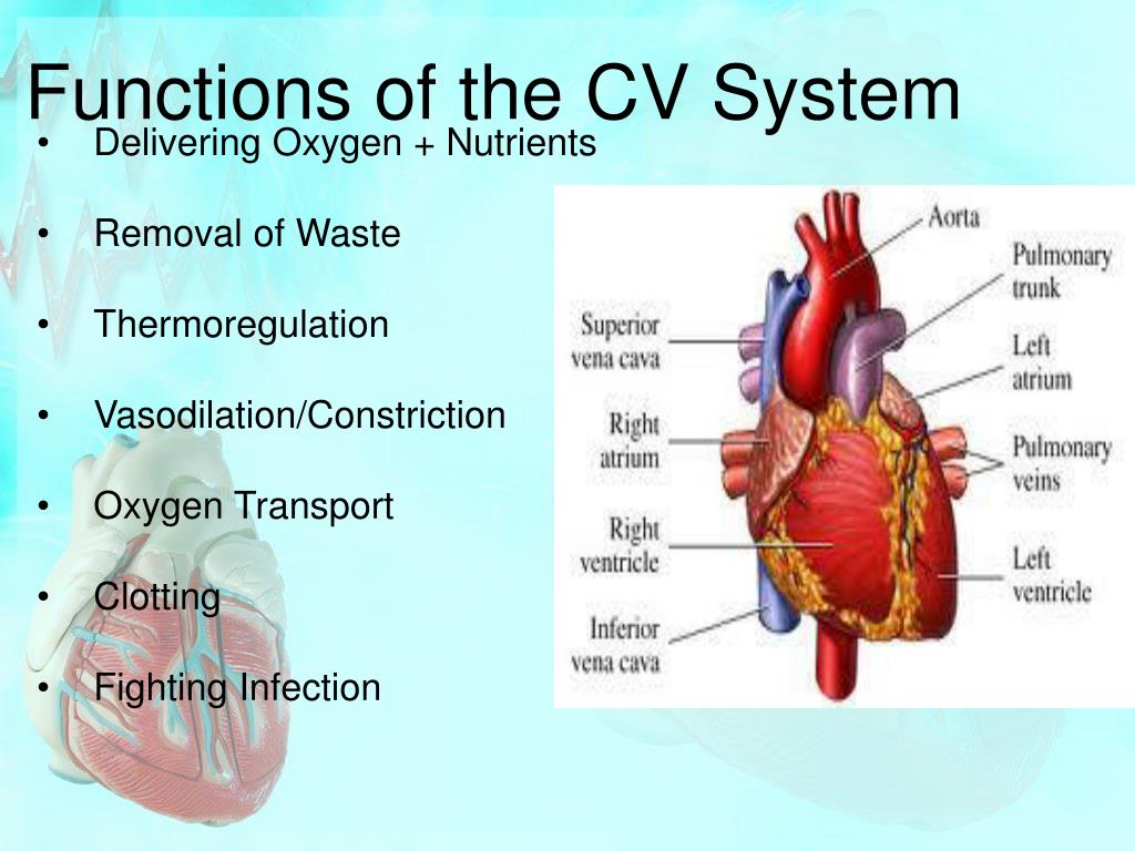 Please confirm that you are not located inside the russian federation the link you have selected will. PPT - The Cardiovascular System PowerPoint Presentation