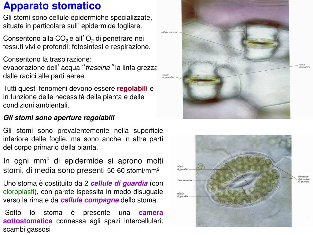 Ppt Tessuti Adulti Powerpoint Presentation Free Download Id 5786179
