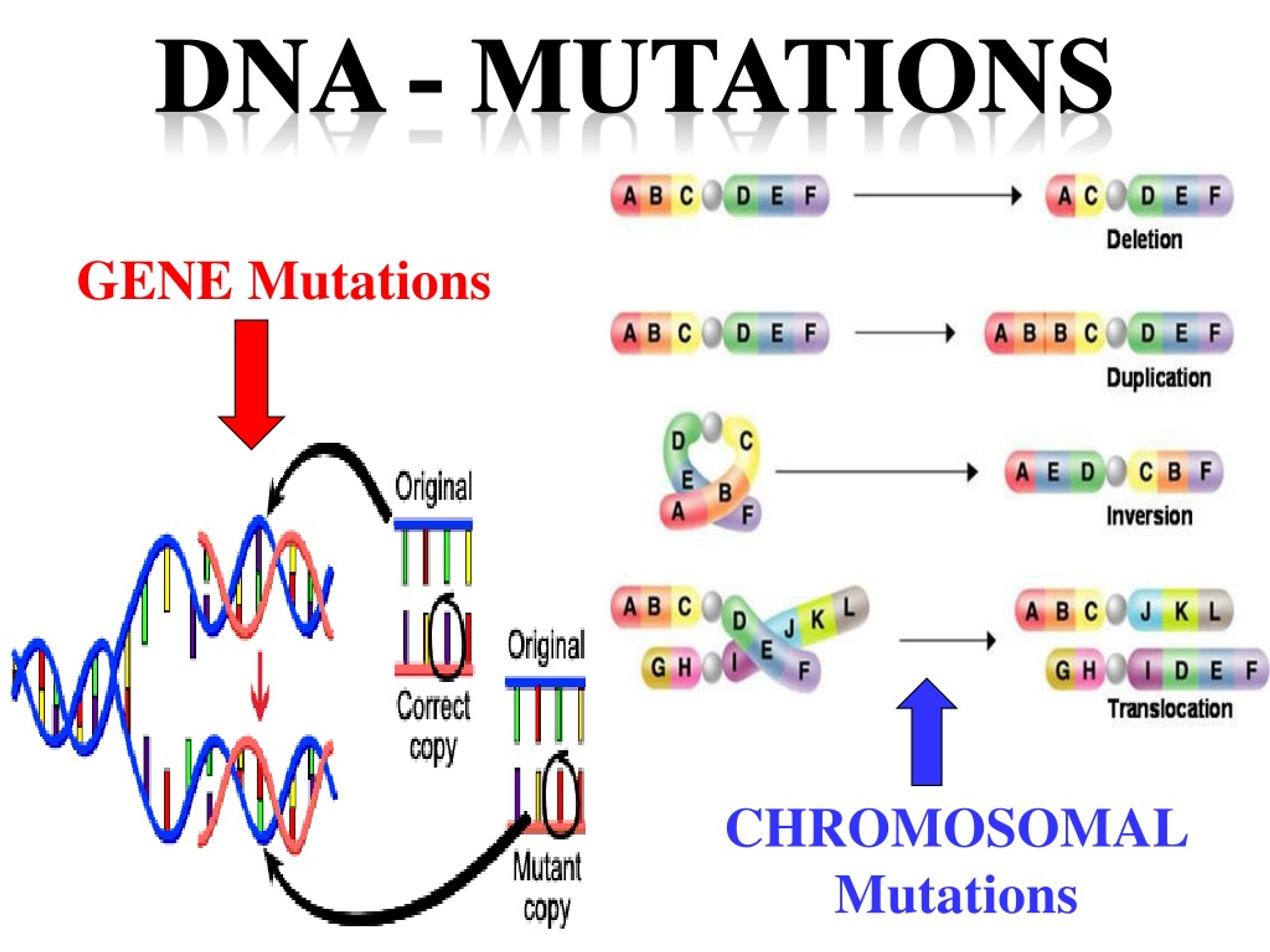 You need a dna sample, beakers, a laboratory, restriction enzymes, a gel tray, an electrophoresis apparat. PPT - DNA - MUtations PowerPoint Presentation, free download - ID:237113