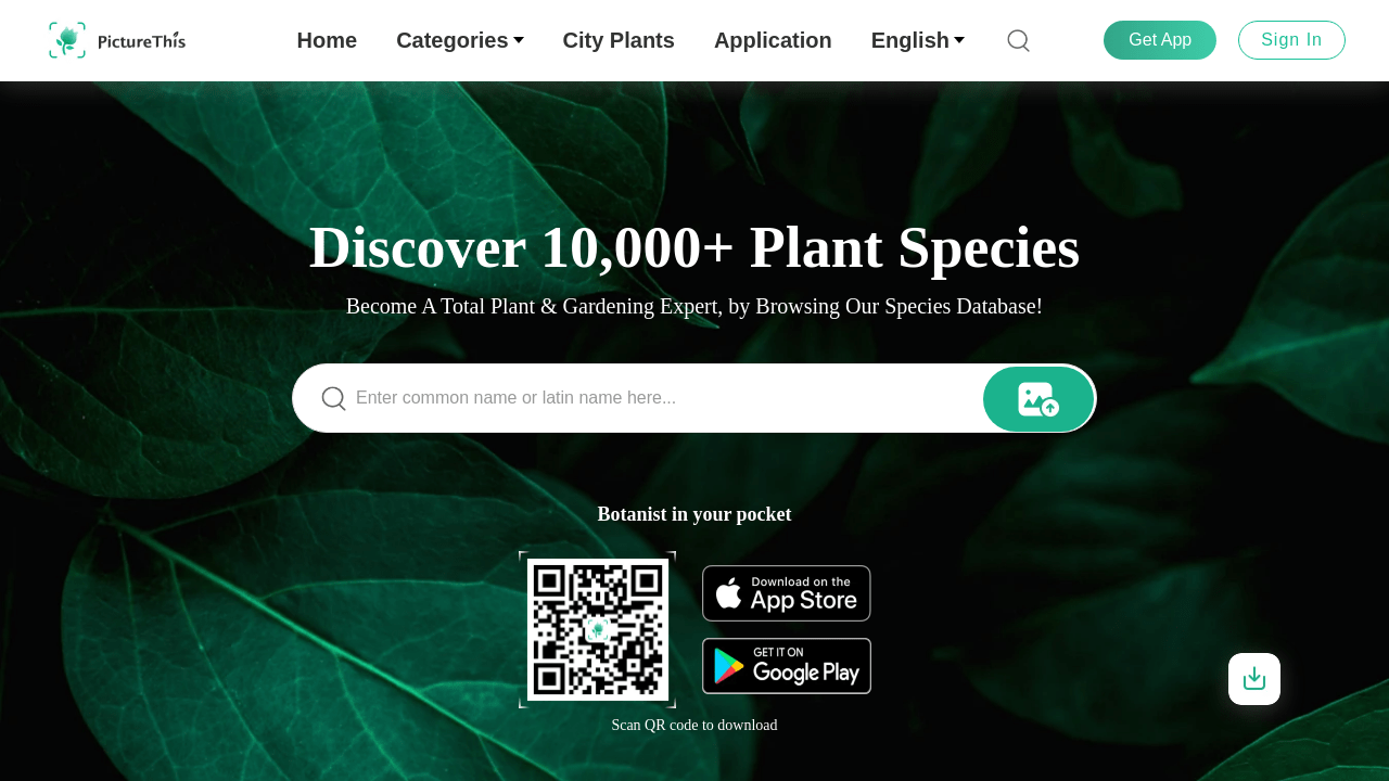 What Is 5-Card Charlie? Defination & Strategies