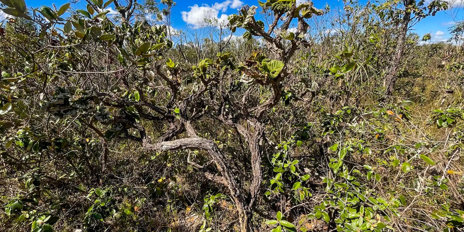 Governo lança 4ª fase do plano de ação contra desmatamento do Cerrado