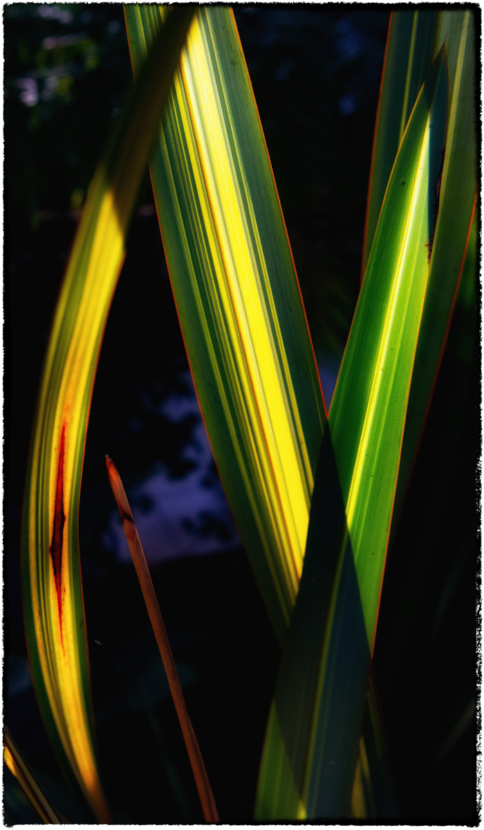 _LSP1617-Edit-2