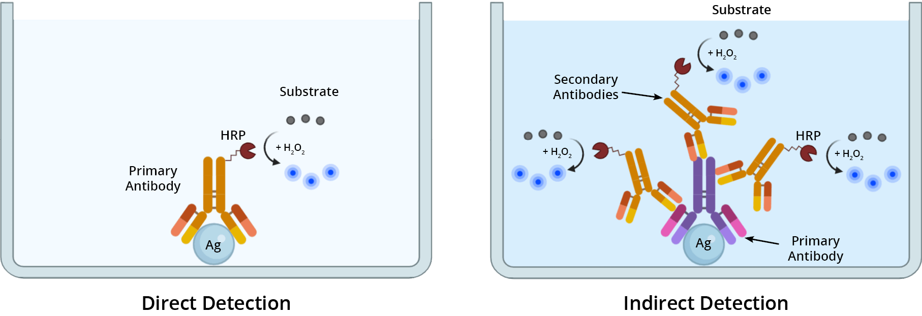 The direct elisa uses a primary antibody that is directly conjugated to an enzyme or fluorophore. Enzyme Linked Immunosorbent Assay Elisa Aat Bioquest