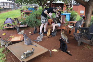 Lanai Cat Sanctuary: A Haven Protecting Cats and Native Hawaiian Birds