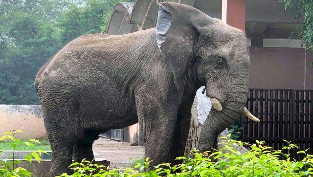 How Shankar, the lonely African elephant in Delhi zoo, met a tragic end