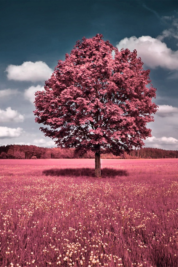 Browse our selection of light, hot and cute pink wallpaper in a range of shades and . FREE 28+ Pink iPhone Backgrounds in PSD | AI