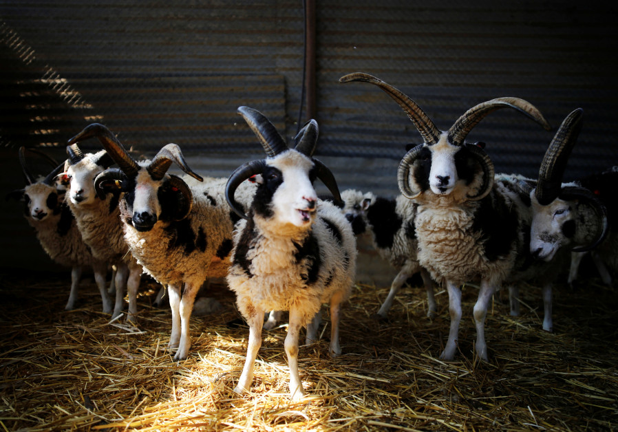 As rustic chic becomes more popular, so have barndominiums. Israeli shepherdess uses modern sheep breed to revive
