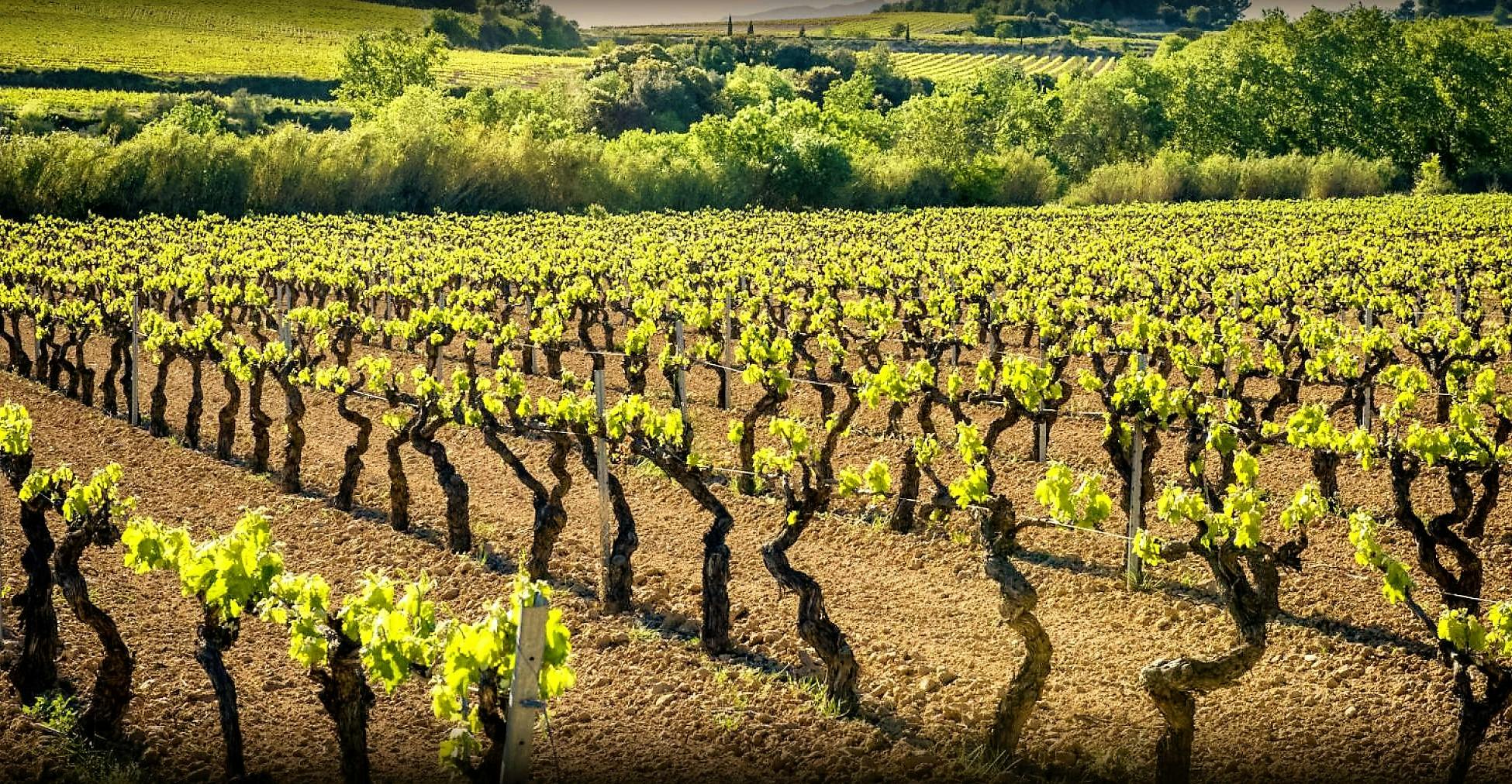 · mas marcè · fundación la granja · poni club catalunya · viu can . Excursion Por Montserrat Y El Penedes Desde Barcelona Musement