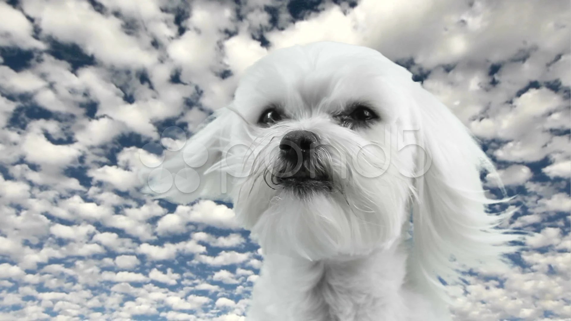 By ordering or viewing, you agree to our terms. Dog Cloud Time Lapse Stock Video Pond5