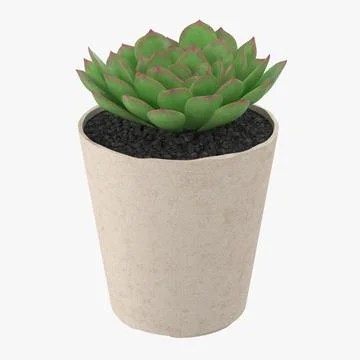 These beautiful and genius succulent planter hacks are totally worth trying at home. 3d Model Succulent Buy Now 90880725 Pond5