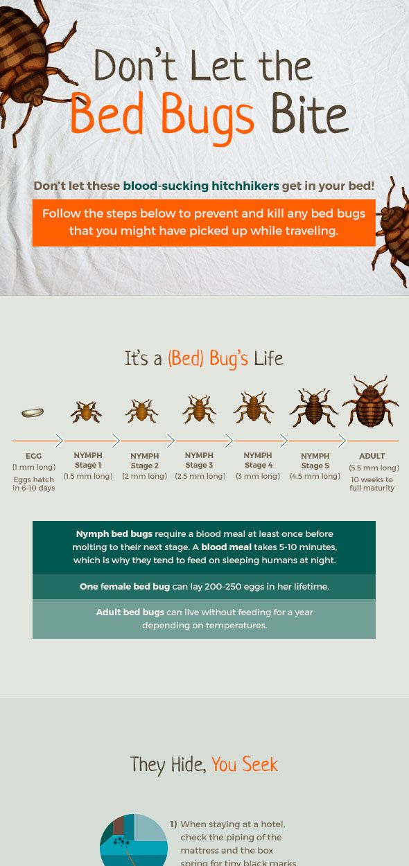 22+ Beautiful How Long Do Bed Bugs Live Without A Host : Pajama Party Part 2 is Happening This December! : Despite their name, they can live practically anywhere, like on b.