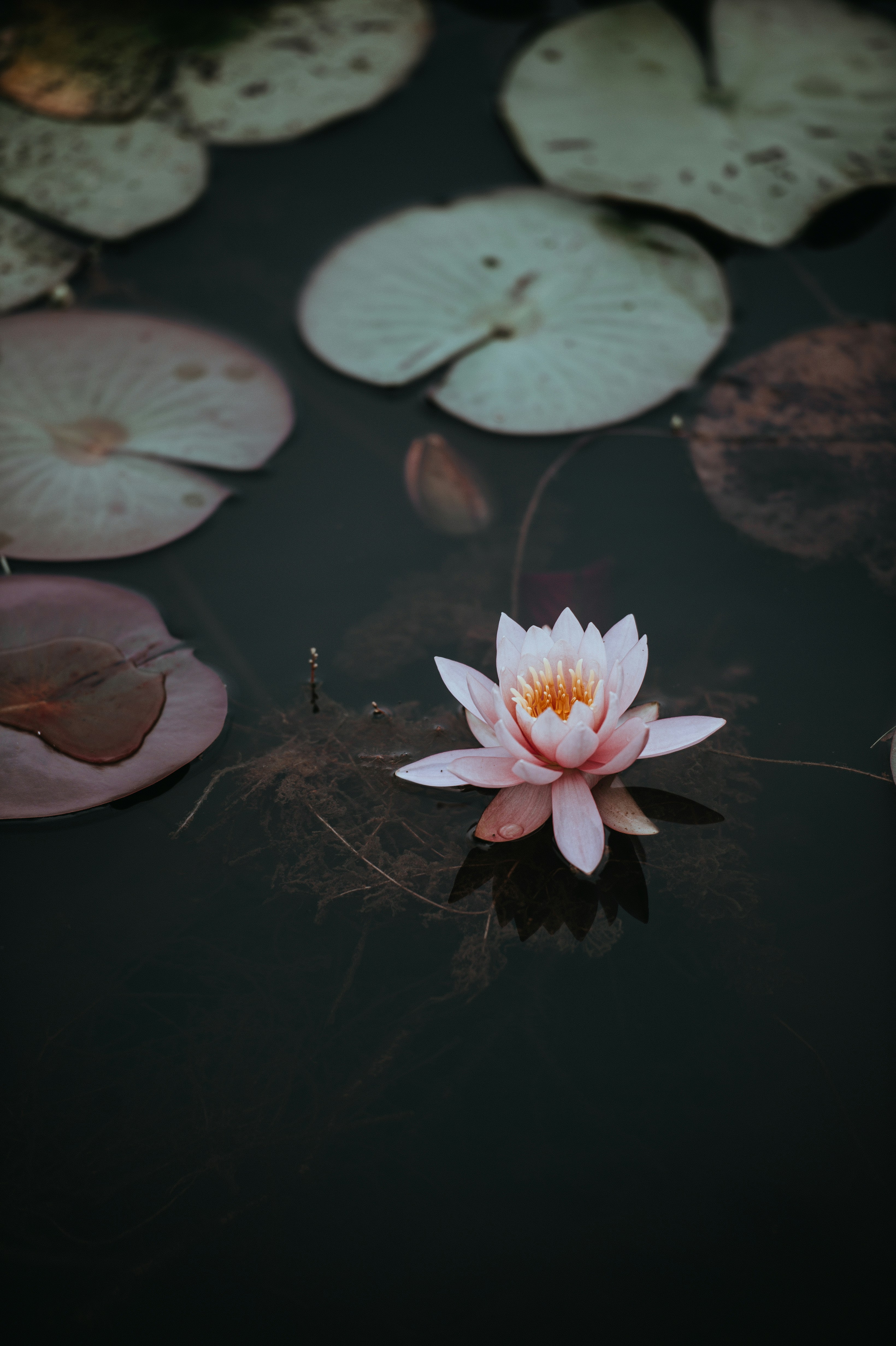 Of flowers is done according to precise aesthetic criteria and that of the . Pink Lotus Flower On Clear Body Of Water Photo Free Flower Image On Unsplash