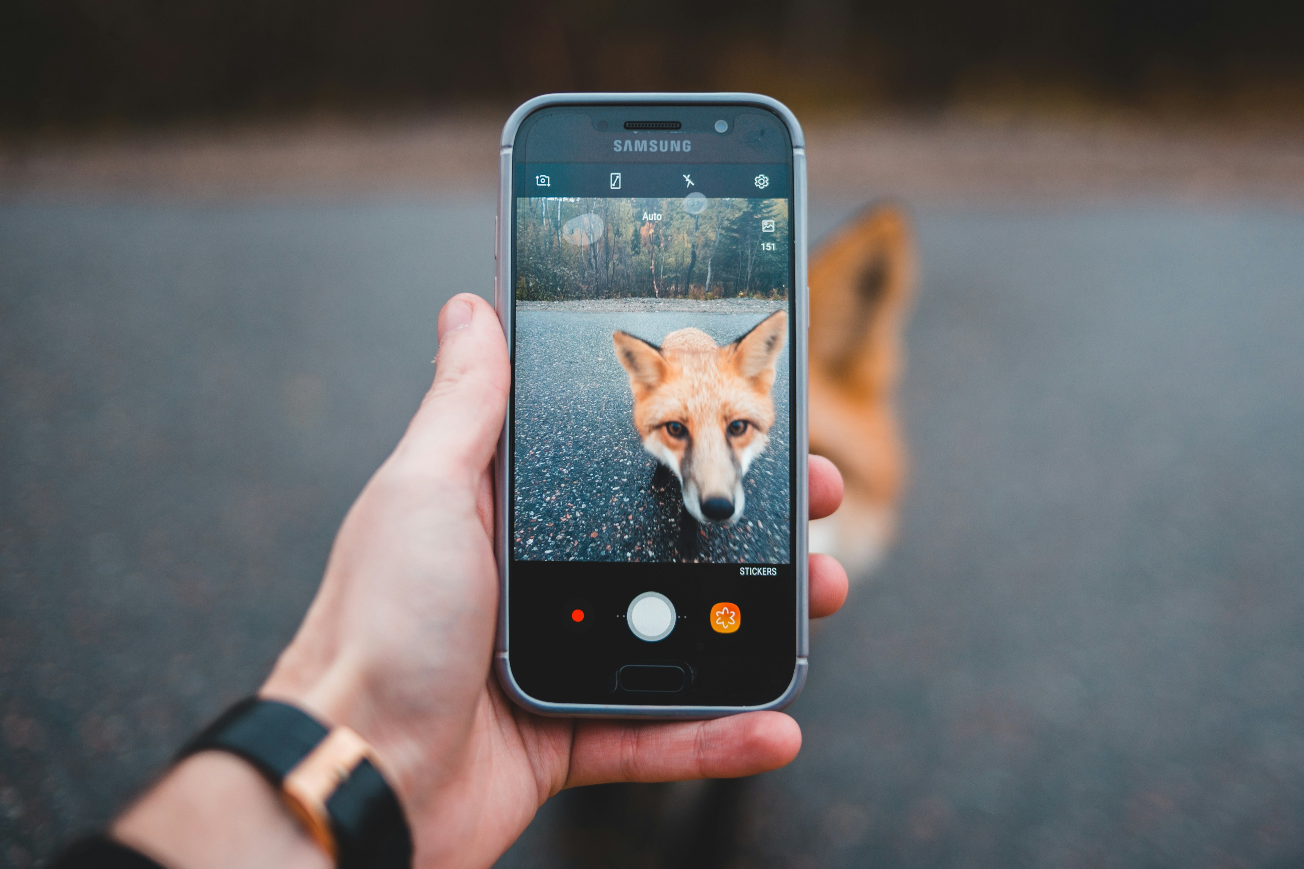 9 Samsung Camera Features for Pet Photography vs iPhone