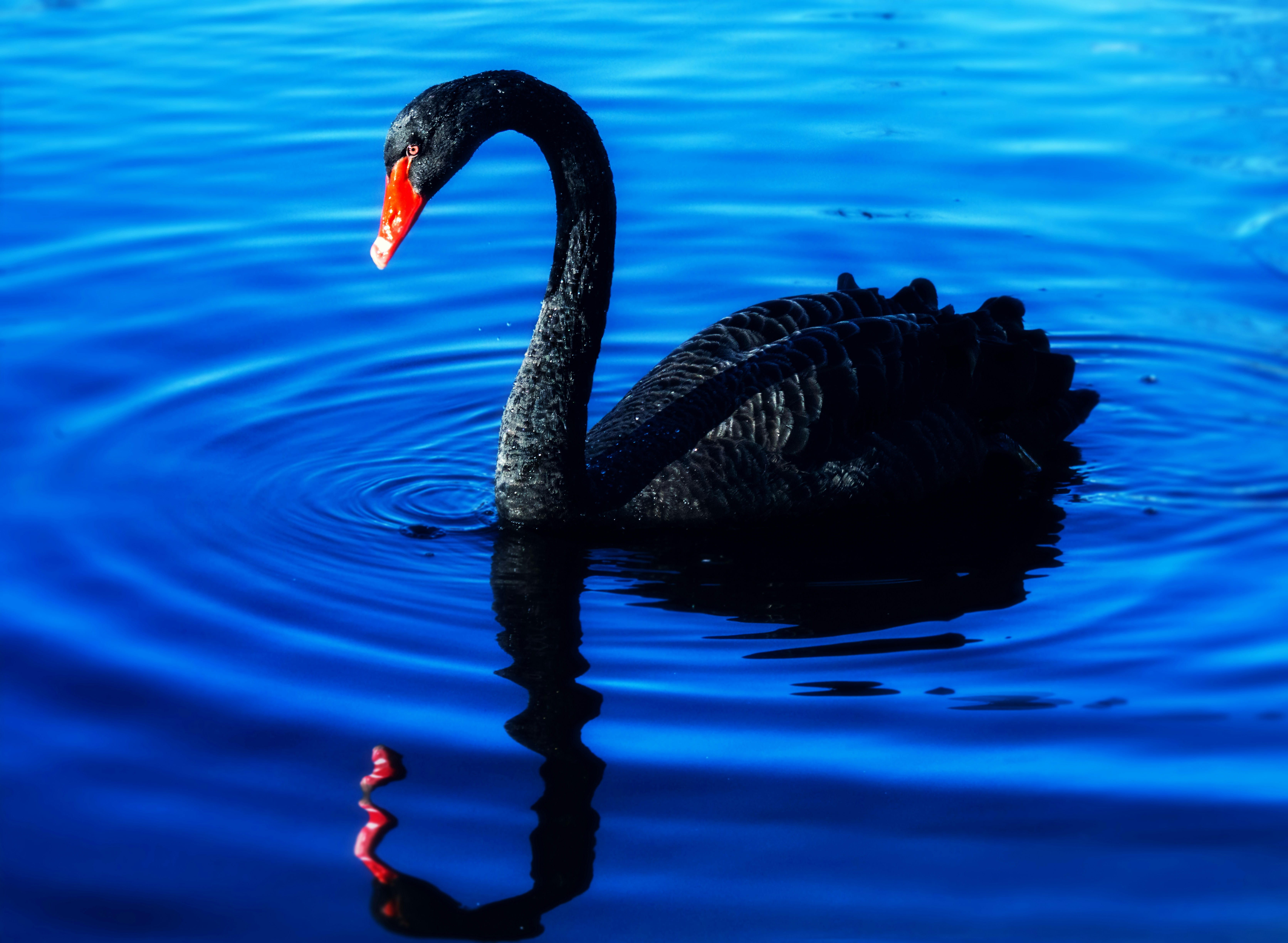 Gimana sih melakukan gaya black swan ini? Black Swan Pictures Hd Download Free Images On Unsplash