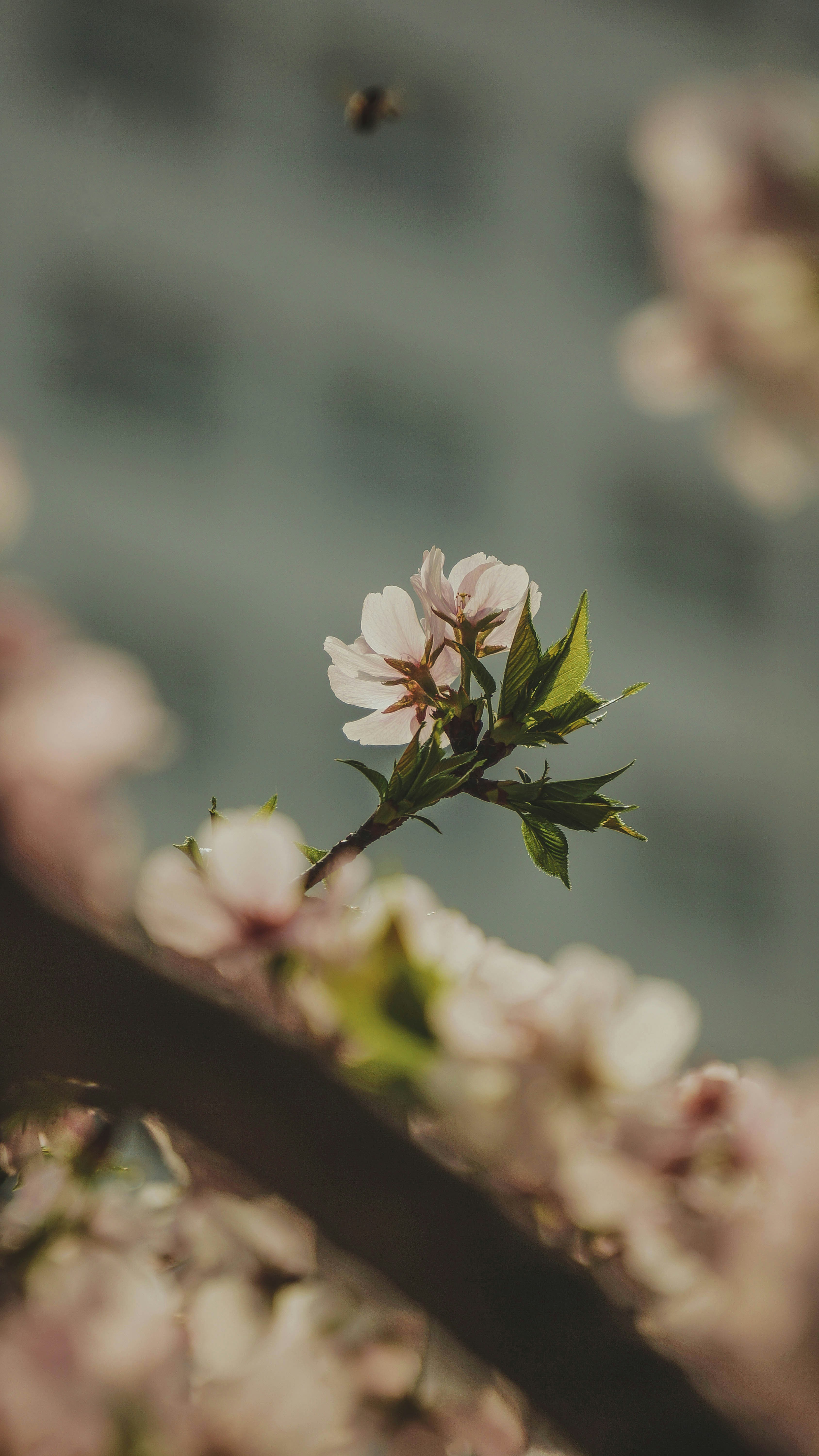 See more ideas about floral iphone, iphone wallpaper, flower wallpaper. 1500 Flower Iphone Pictures Download Free Images On Unsplash