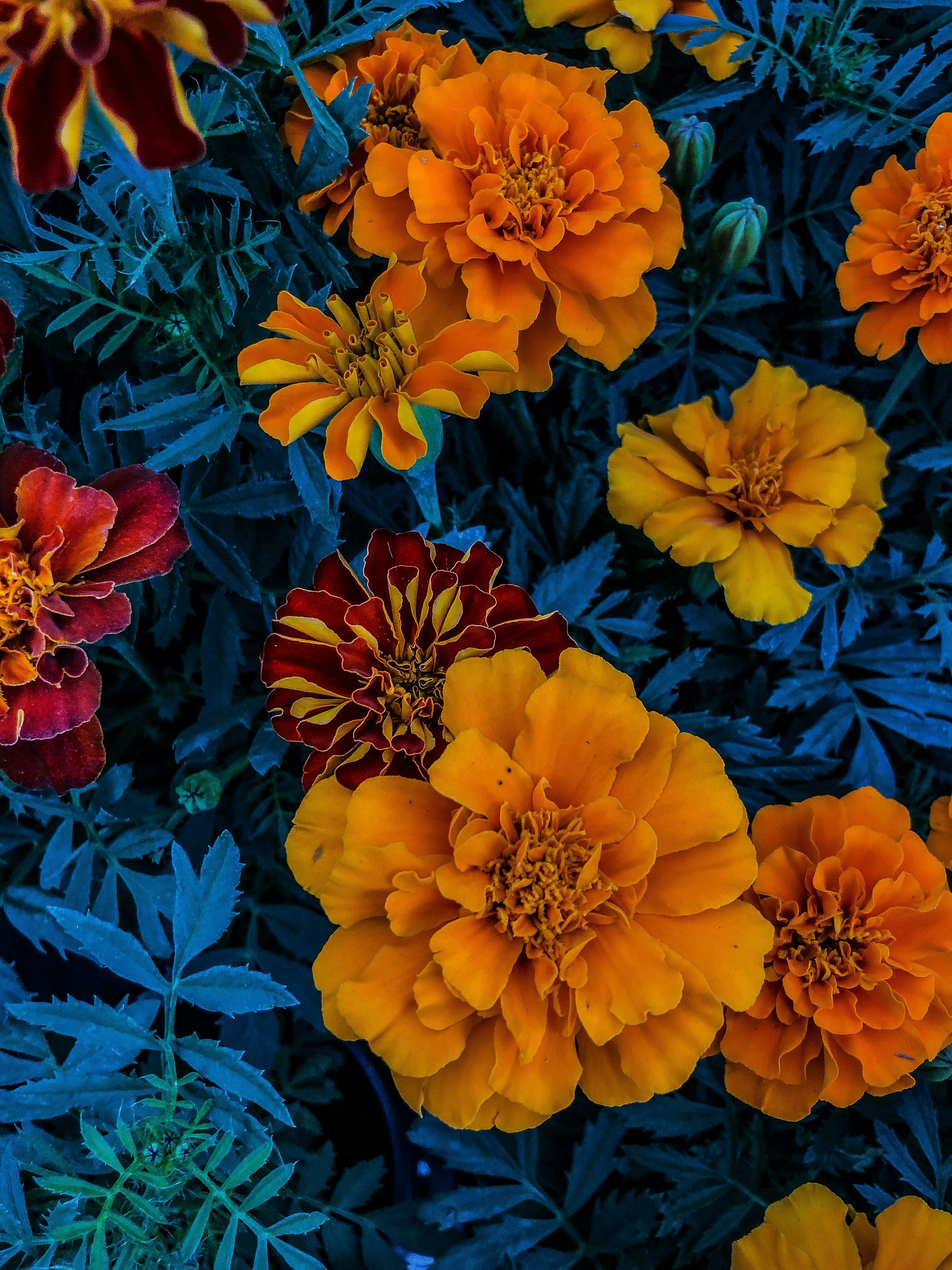 · butterfly weed · calendula · california poppy · canna lily · impatiens flower · lantana · lucifer crocosmia · mexican sunflower . Blooming Orange Marigold Flowers Photo Free Flower Image On Unsplash