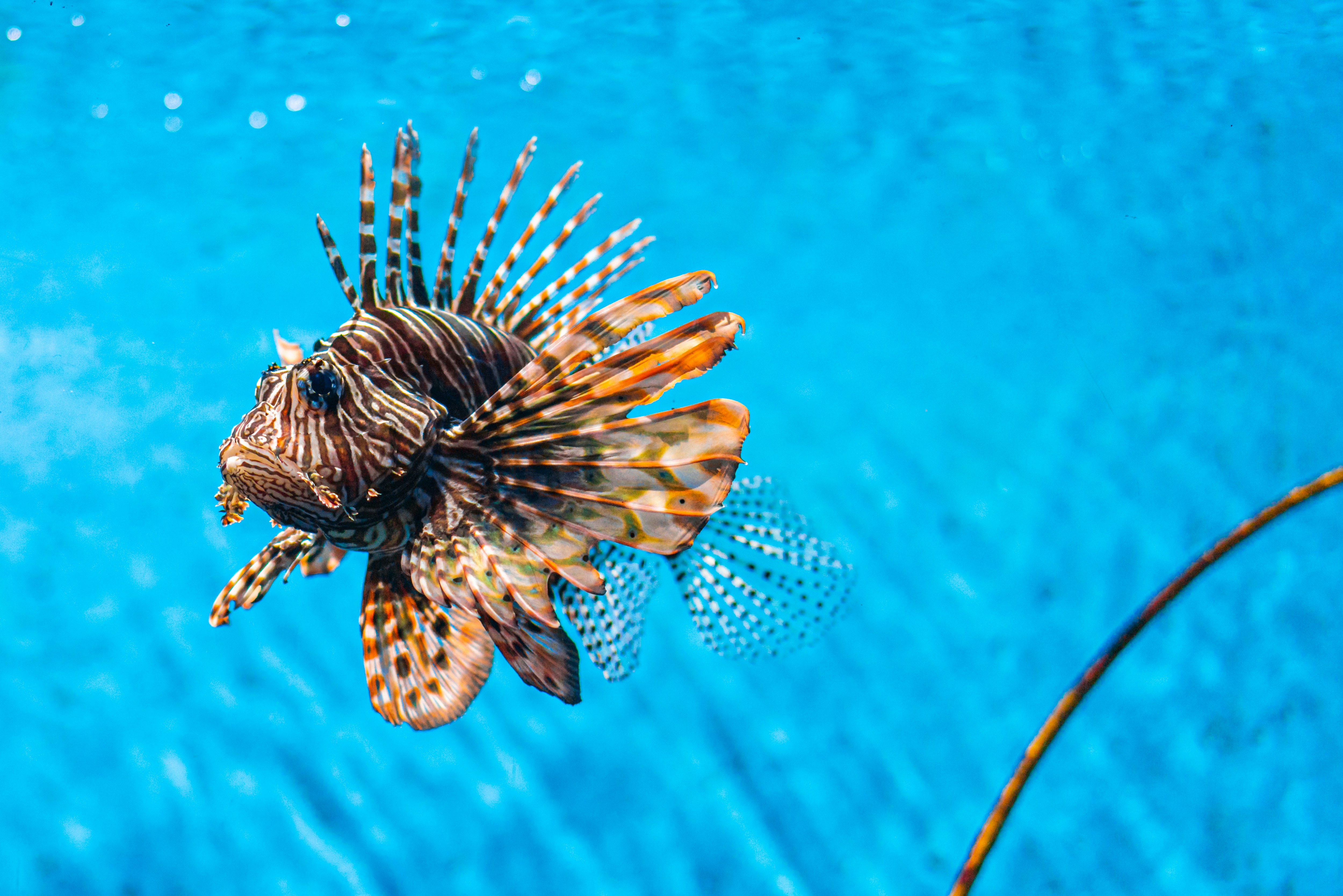 Free shipping to mainland us destinations within 3 to 5 . Sea Creatures Pictures Download Free Images On Unsplash