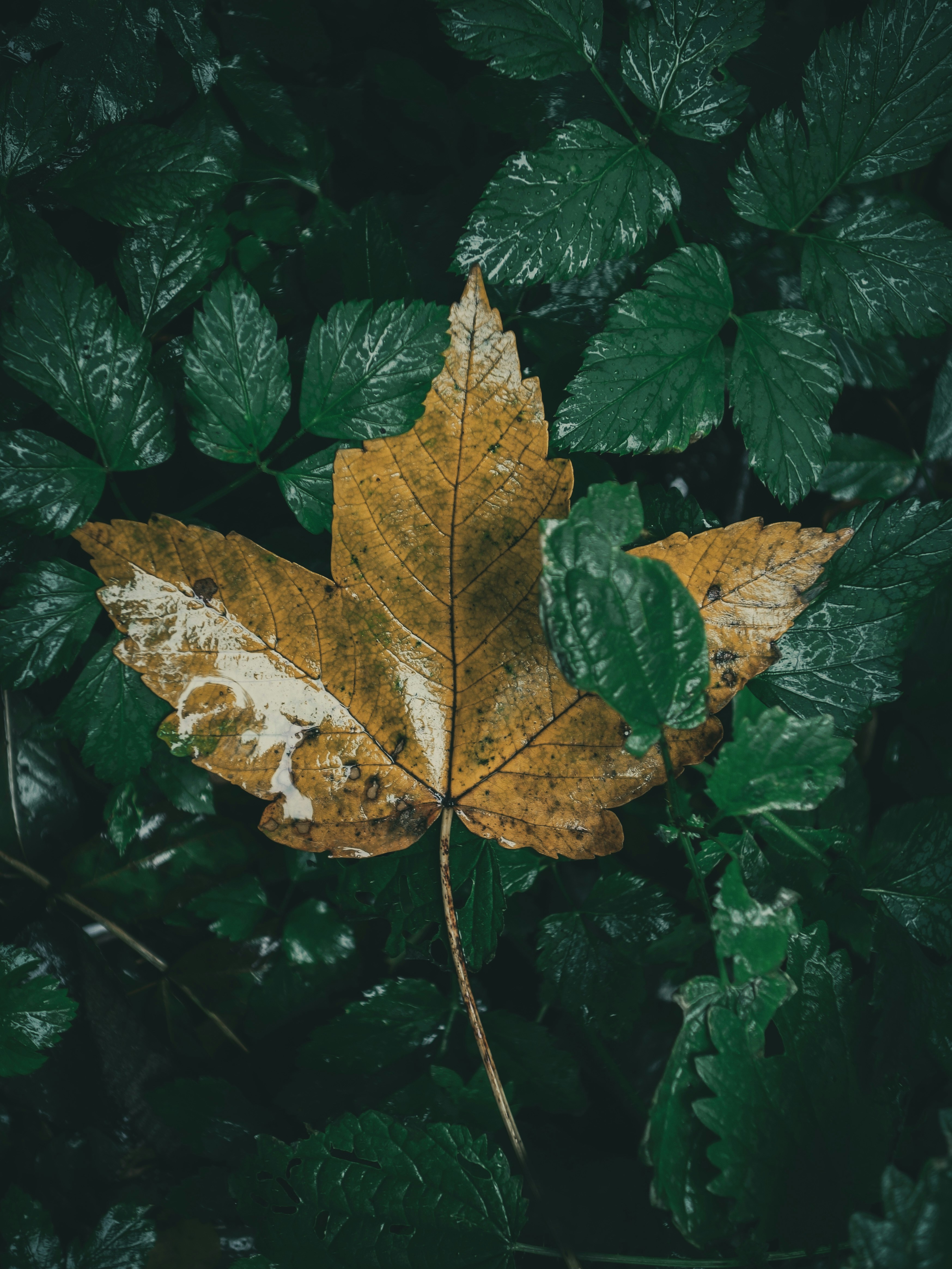 This somewhat clashing aesthetic seen on july 12, 2018, would be a sign of their style as a couple to come. Photography Of Green Leaf Photo Free Plant Image On Unsplash