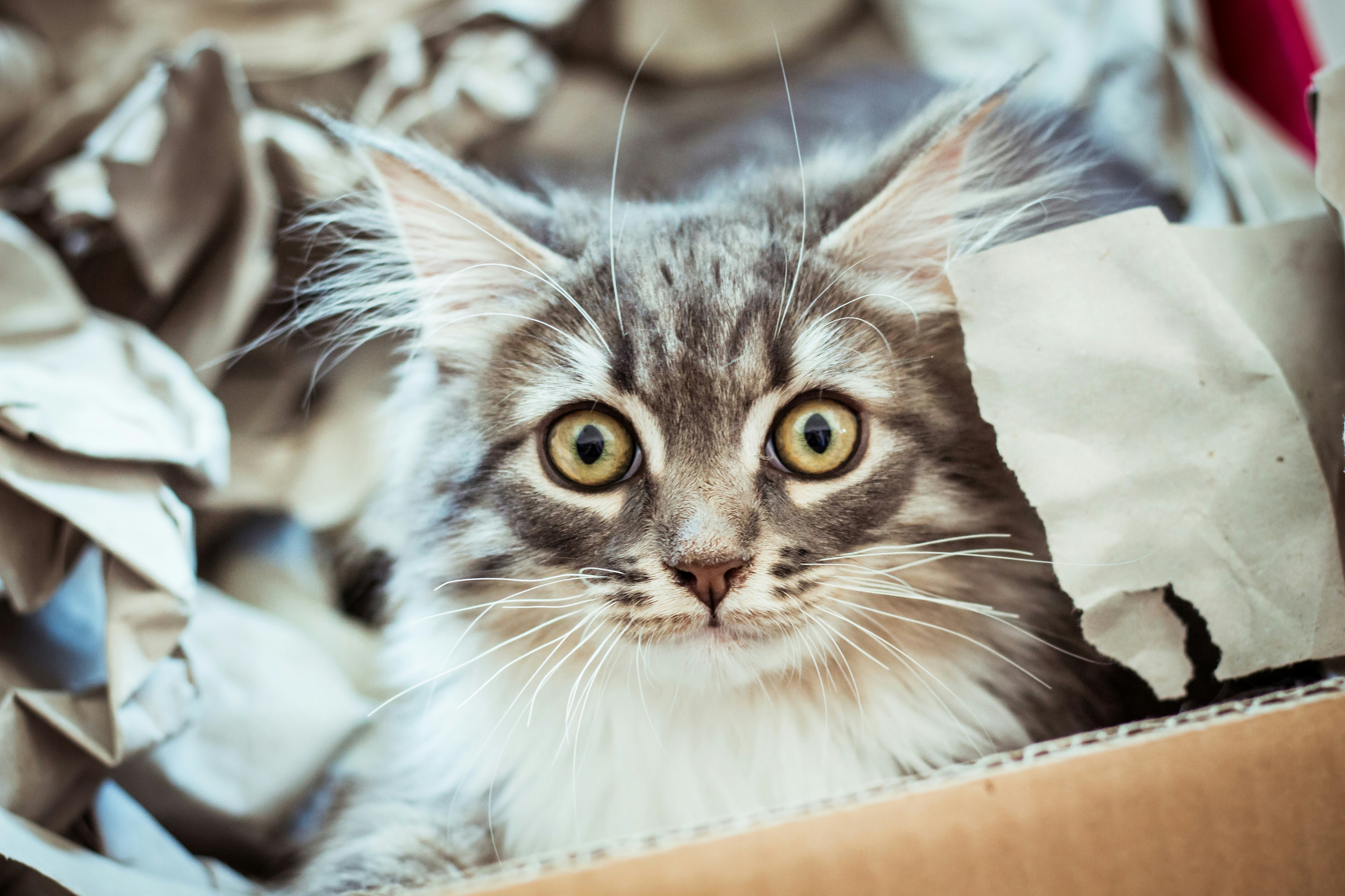 11 Cost Comparisons of Professional International Pet Relocation Packages