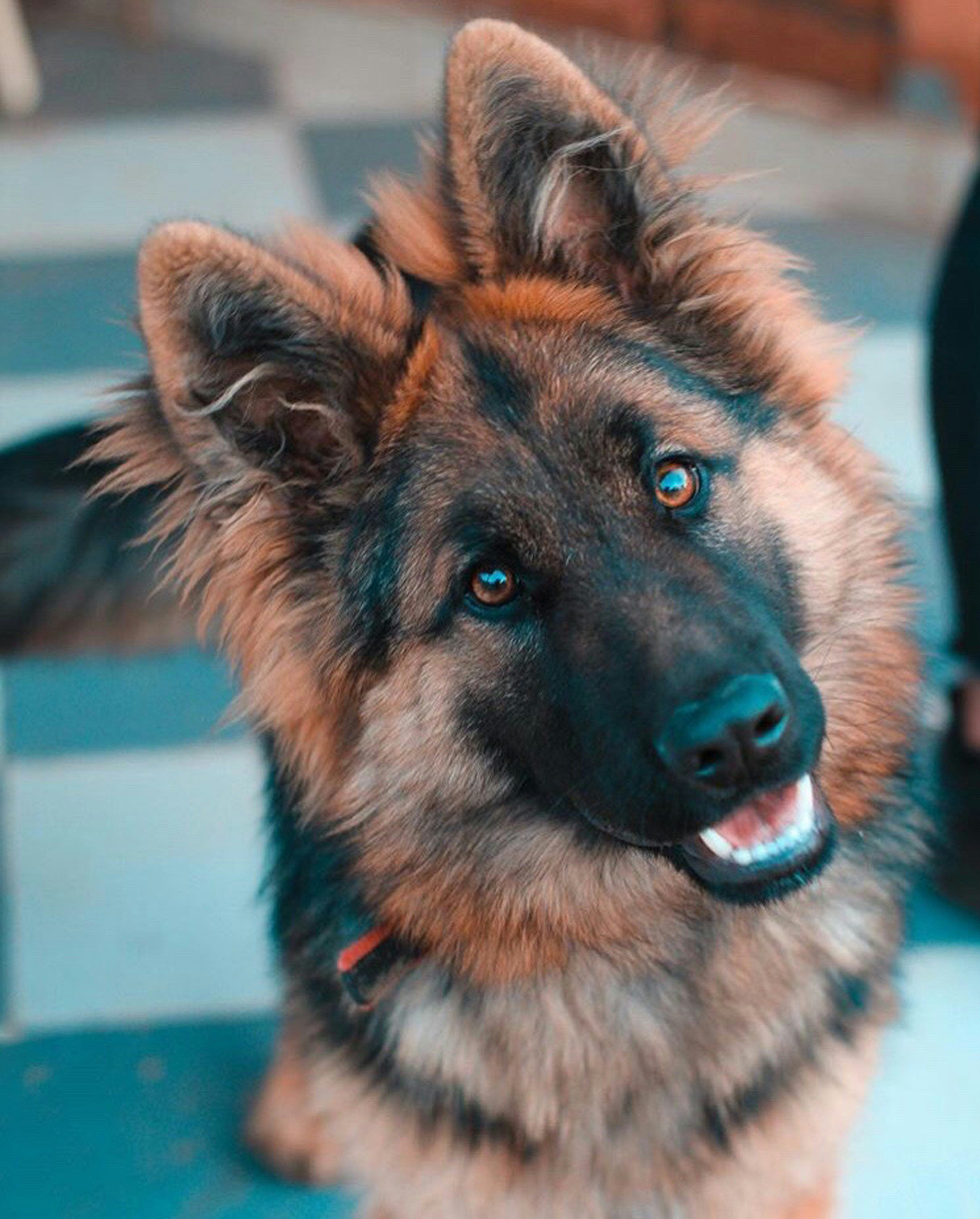 German shepherd pups german shepherd akc short hair, black & tan dob 1/4. 1500 German Shepherd Pictures Download Free Images On Unsplash