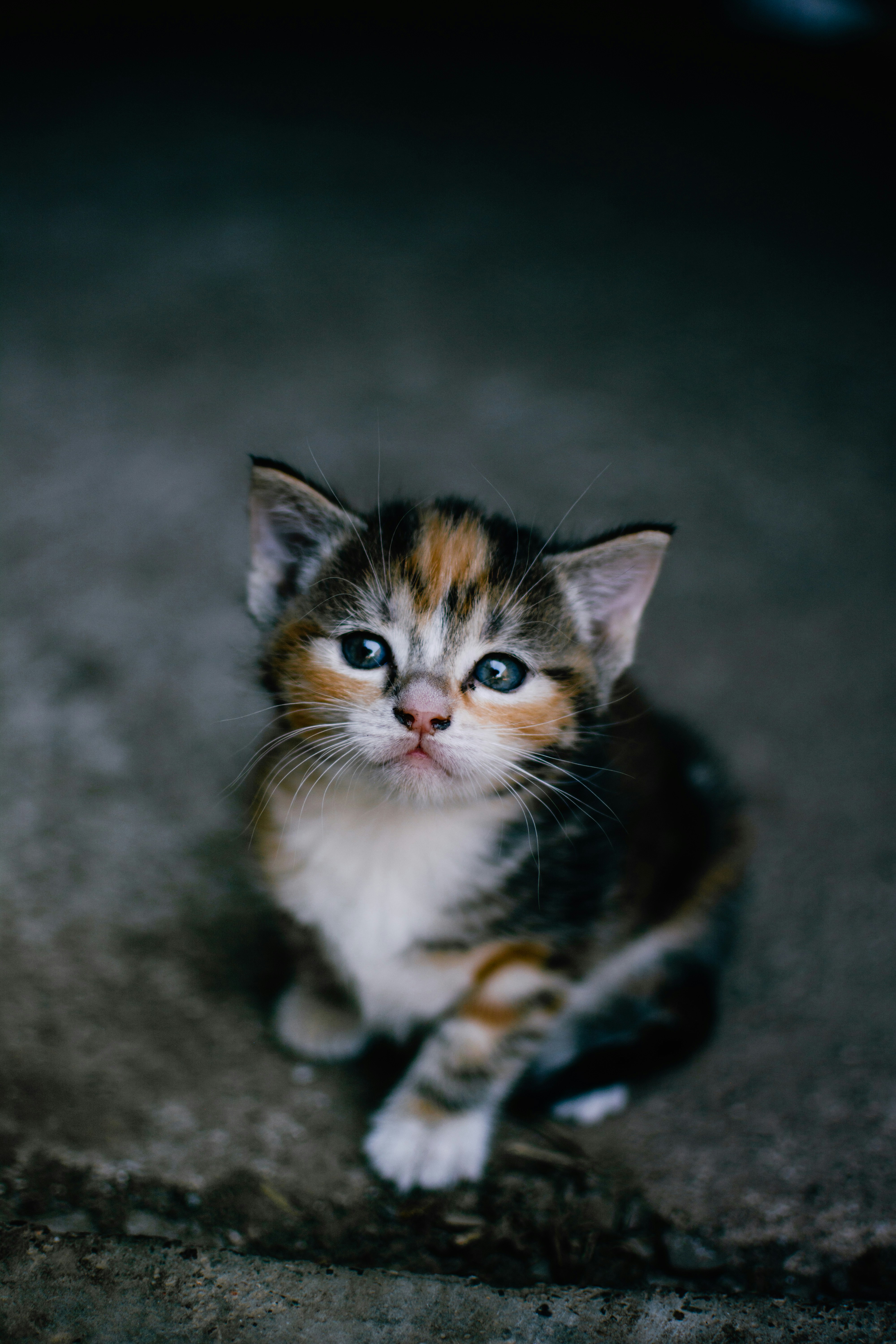 Hula hoops are inexpensive and la. 750 Baby Animal Pictures Hq Download Free Images On Unsplash