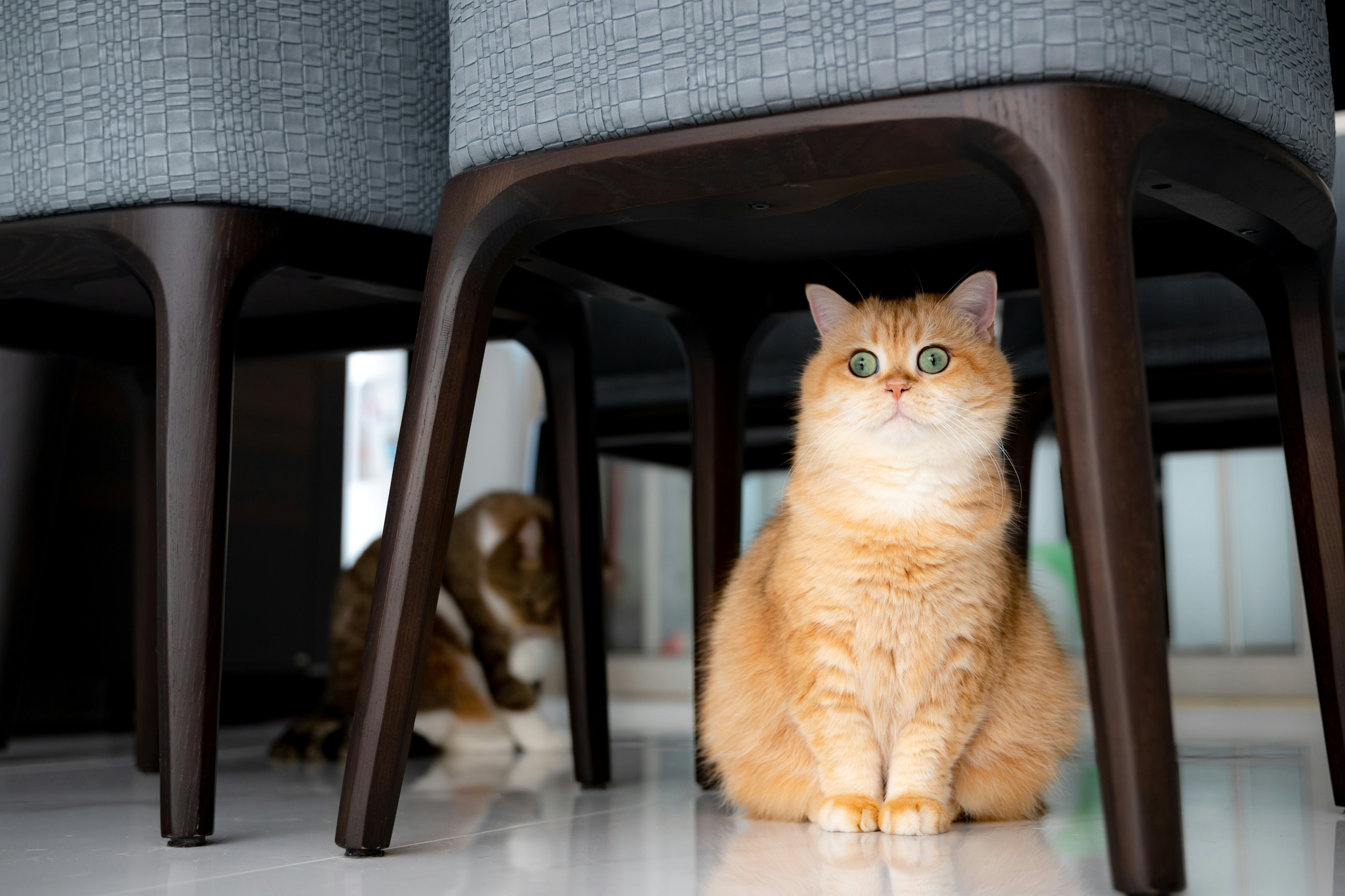 9 Indoor Bonding Games From Pet Cats World