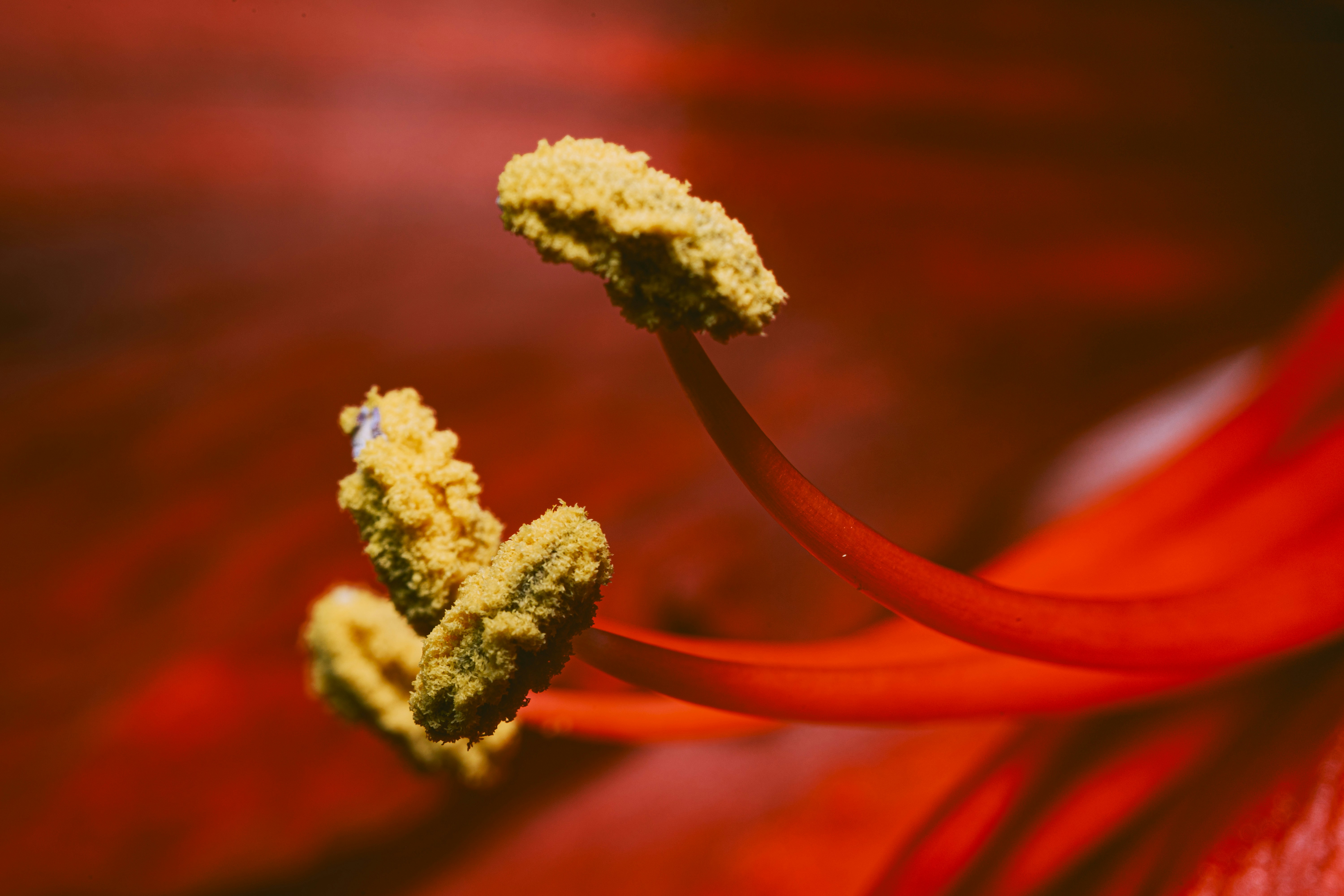 Пол҄ьска f (polʹĭska), лѧхꙑ m pl (lęxy) old east slavic: Dolor De Vejiga Cronico Y Polen Una Pareja Peligrosa