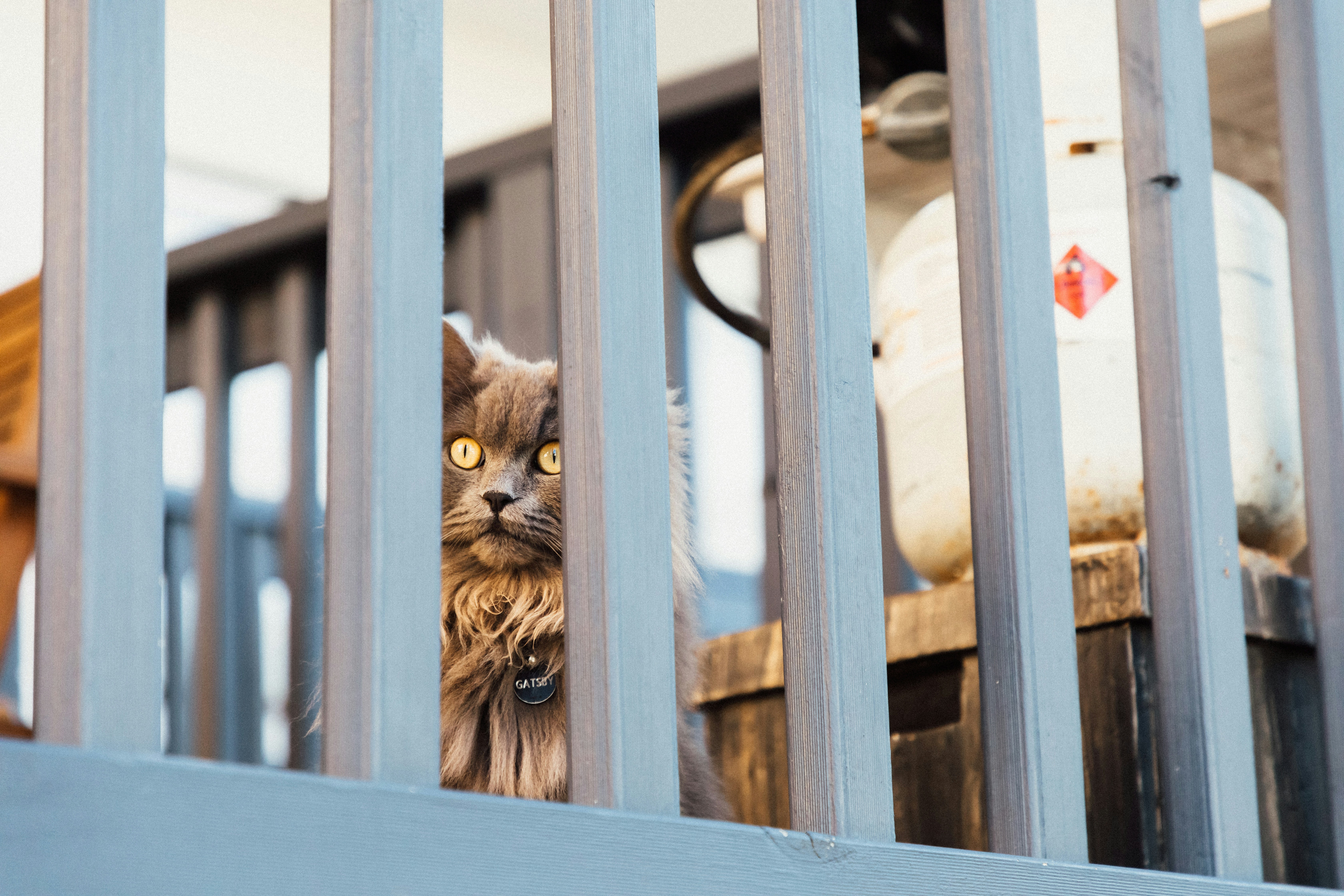 5 Things Customs Inspectors Check in International Pet Relocation