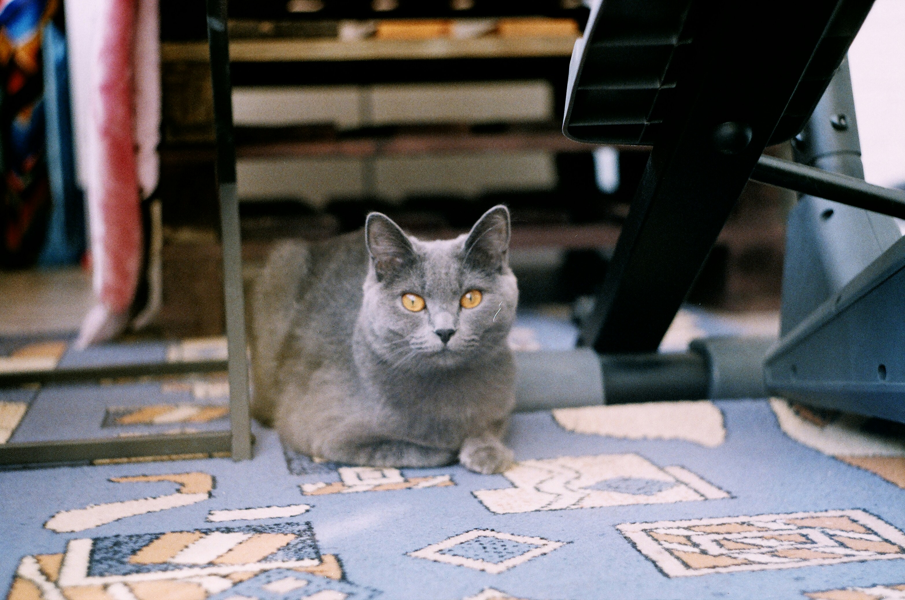 10 Puzzle Games to Challenge Cats from Pet Cats World