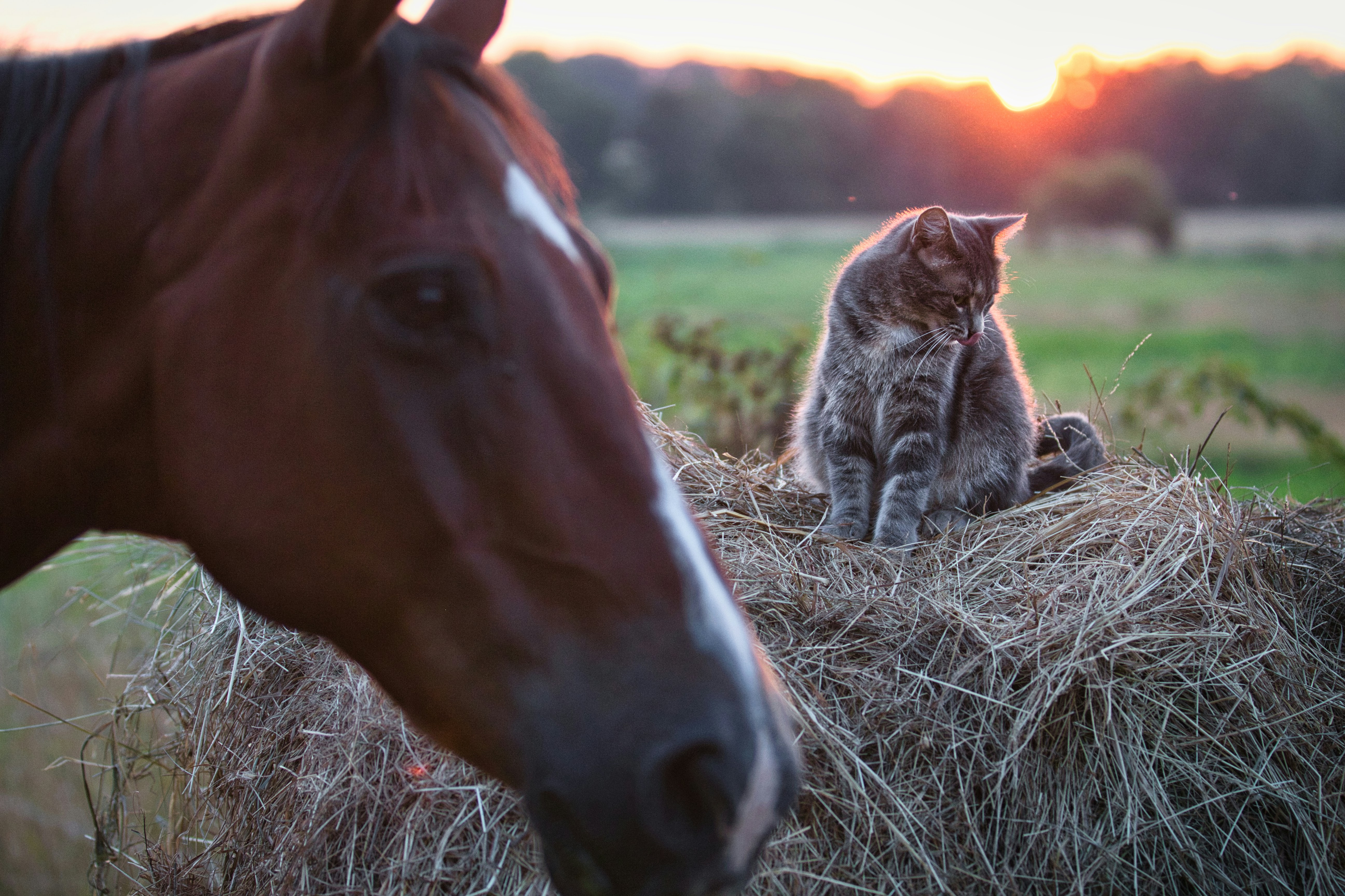 Expert Strategies for Effective pet and animal marketing