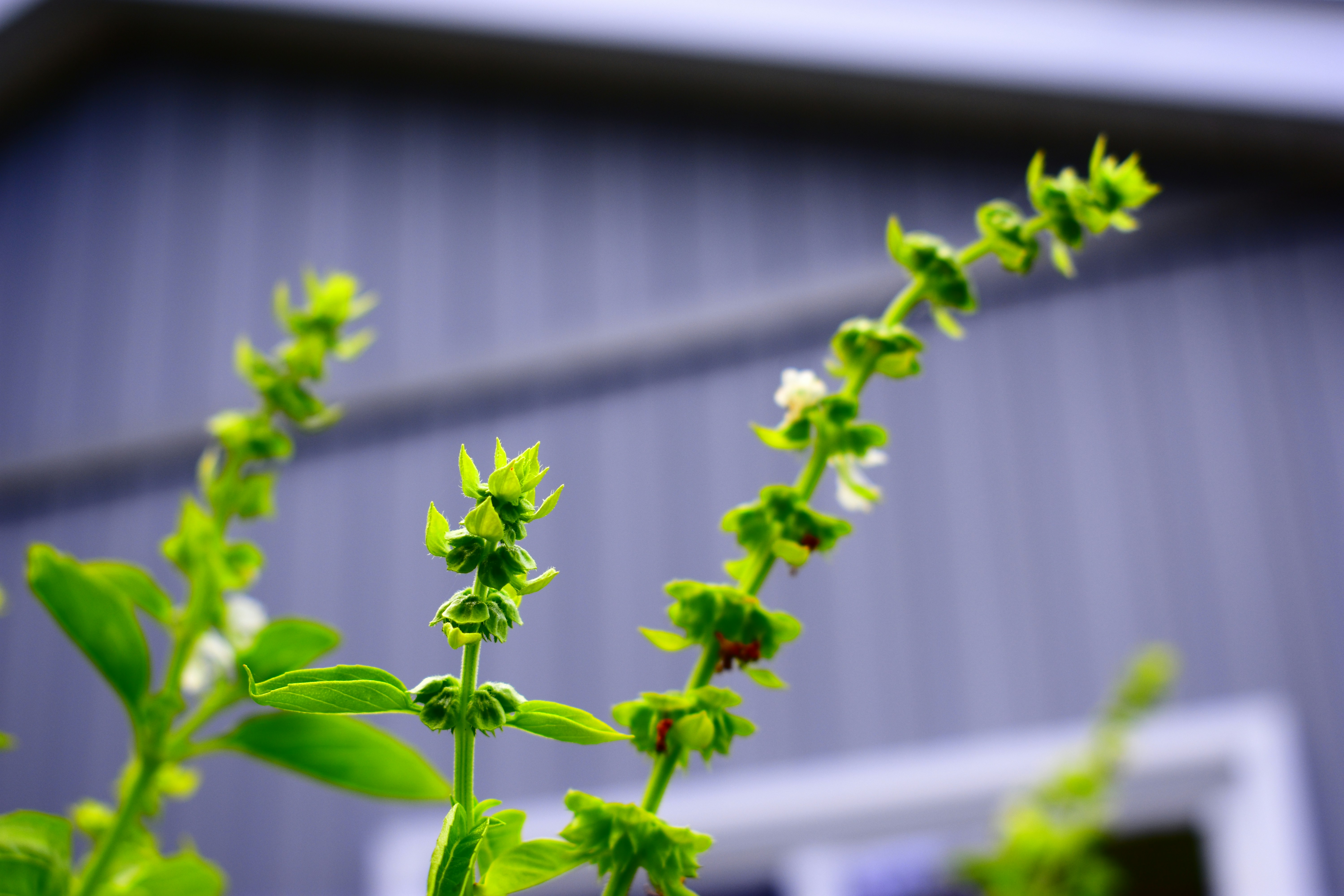 How Can You Grow Fresh Herbs in a Small Garden
