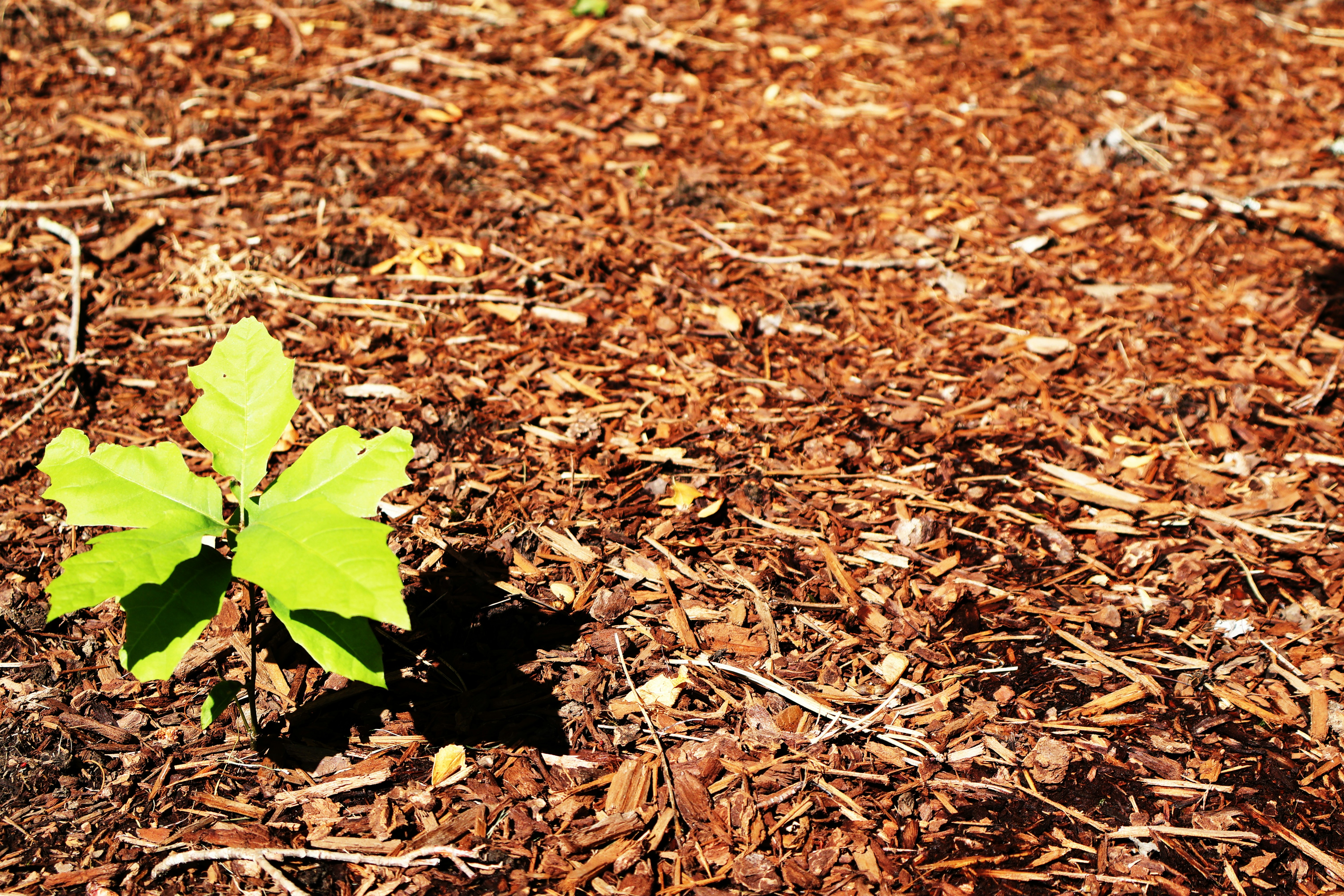 How Can Mulching Help Your Garden Grow Better
