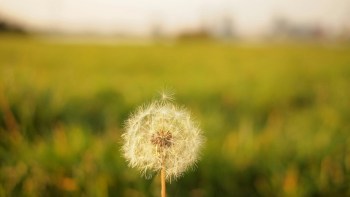 Karahindibanın Eğik Lensle Fotoğraflanması