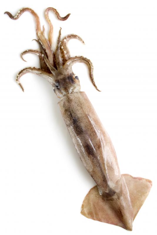 Hence any fish that does not have visible scales is haram . What Is Battered Calamari With Pictures