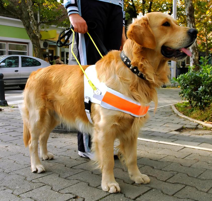 I was intrigued by this idea, so i decided to create a warning system for unpredictable obstacles. What are the Different Aids for Mobility for the Blind?