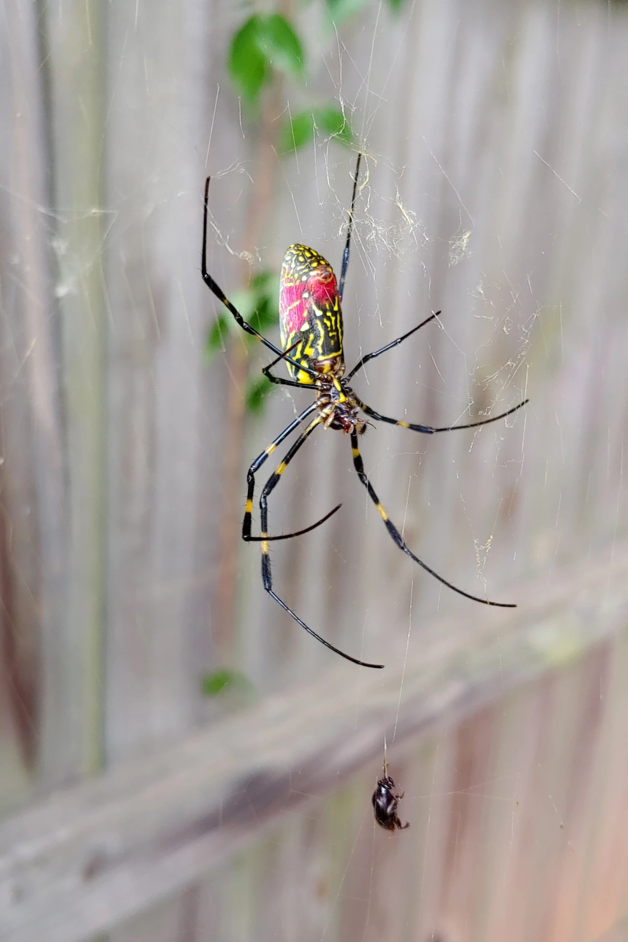 We're sharing everything you need to know about choosing the best cryptocurrencies to buy this summer. In Time For Halloween Invasion Of The JorÅ Spiders You Mow The Grass And You Re Just Covered In Webs Wsj