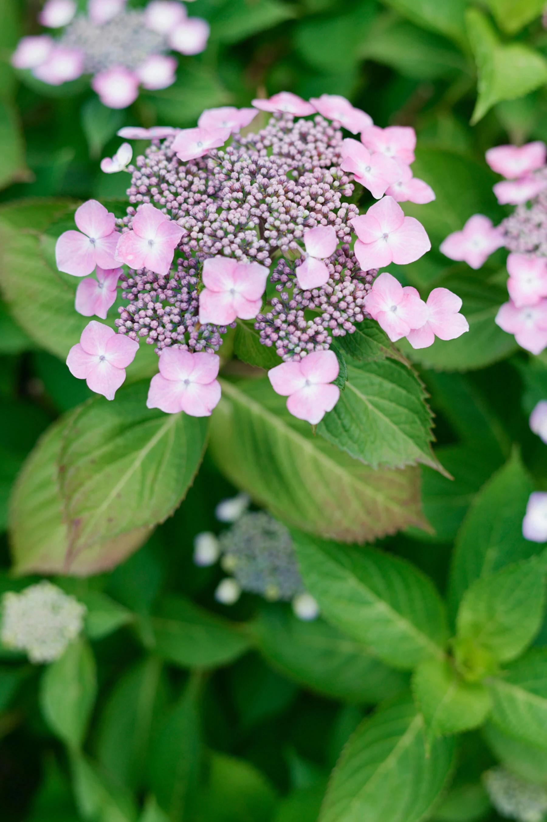 【周刊ポストデジタル寫真集】三上悠亞《You』re my princess》 (91P)(15)