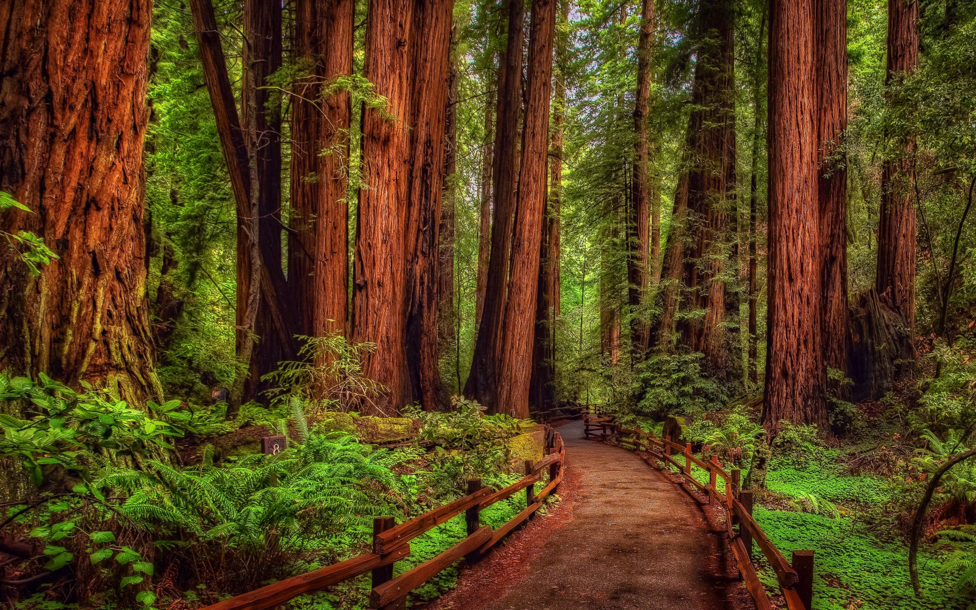 Cohen, 6'3, gives talls a pep talk, highlighting research thatshows they'll make an additional $789 per inch per year over shortercolleagues. 32 Redwood HD Wallpapers | Background Images - Wallpaper Abyss