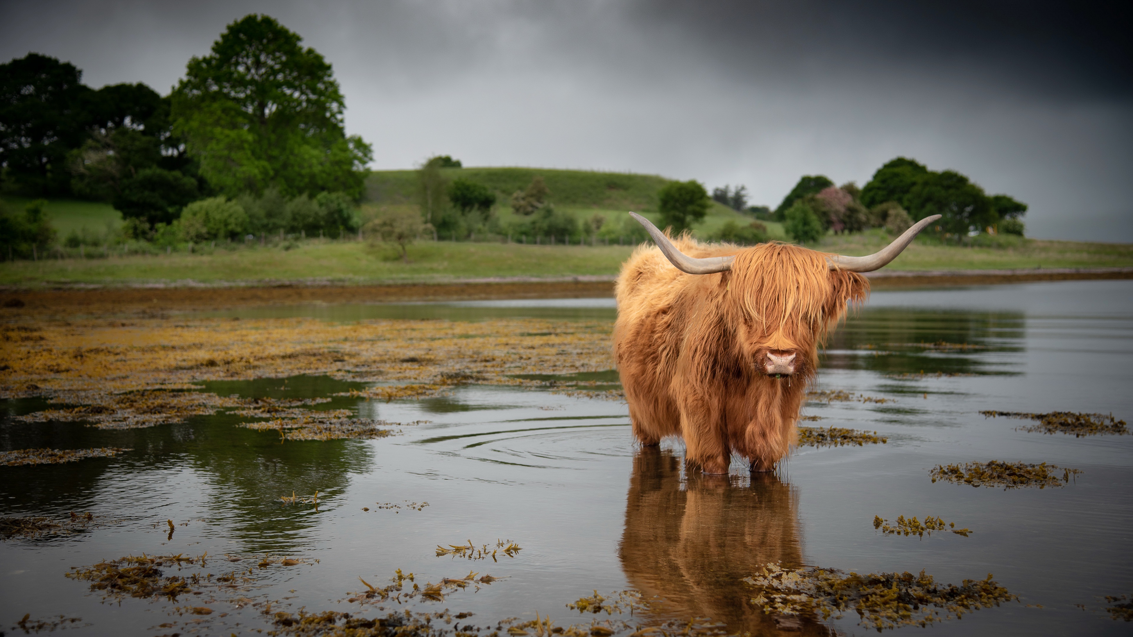 Download the perfect highland cow pictures. Highland Cattle 4k Ultra Hd Wallpaper Background Image 3840x2160