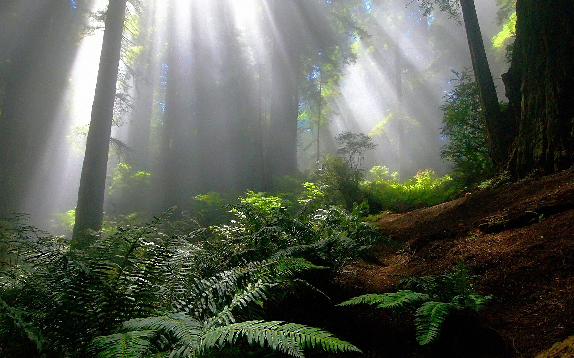 Here are 10 places where you can discover amazing desktop bac. Sun Shining In Foggy Forest Hd Wallpaper Background Image 1920x1200
