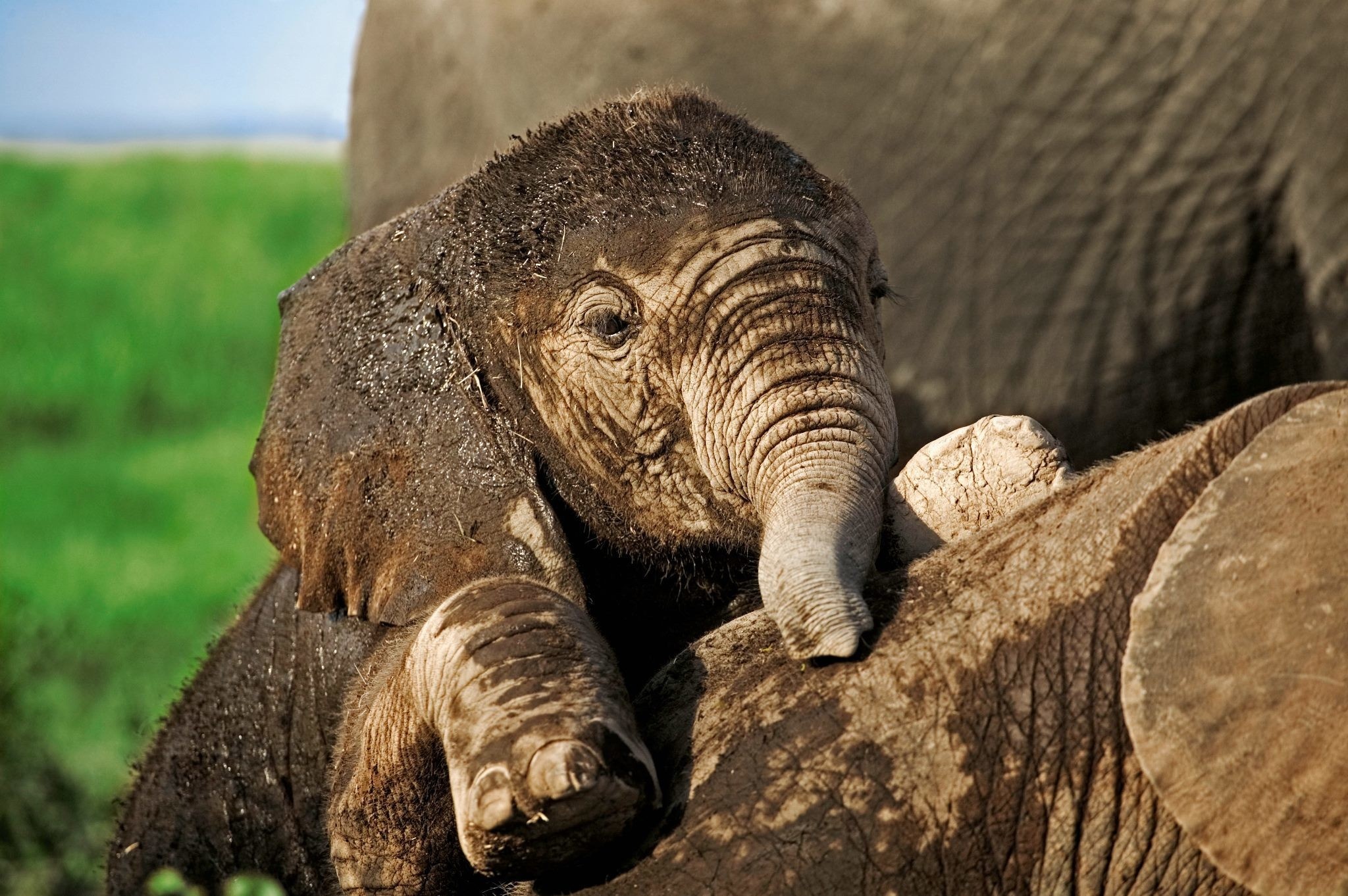 Kpix cbs san francisco bay area, san francisco, ca. Elephant Full HD Wallpaper and Background Image | 2048x1362 | ID:342827