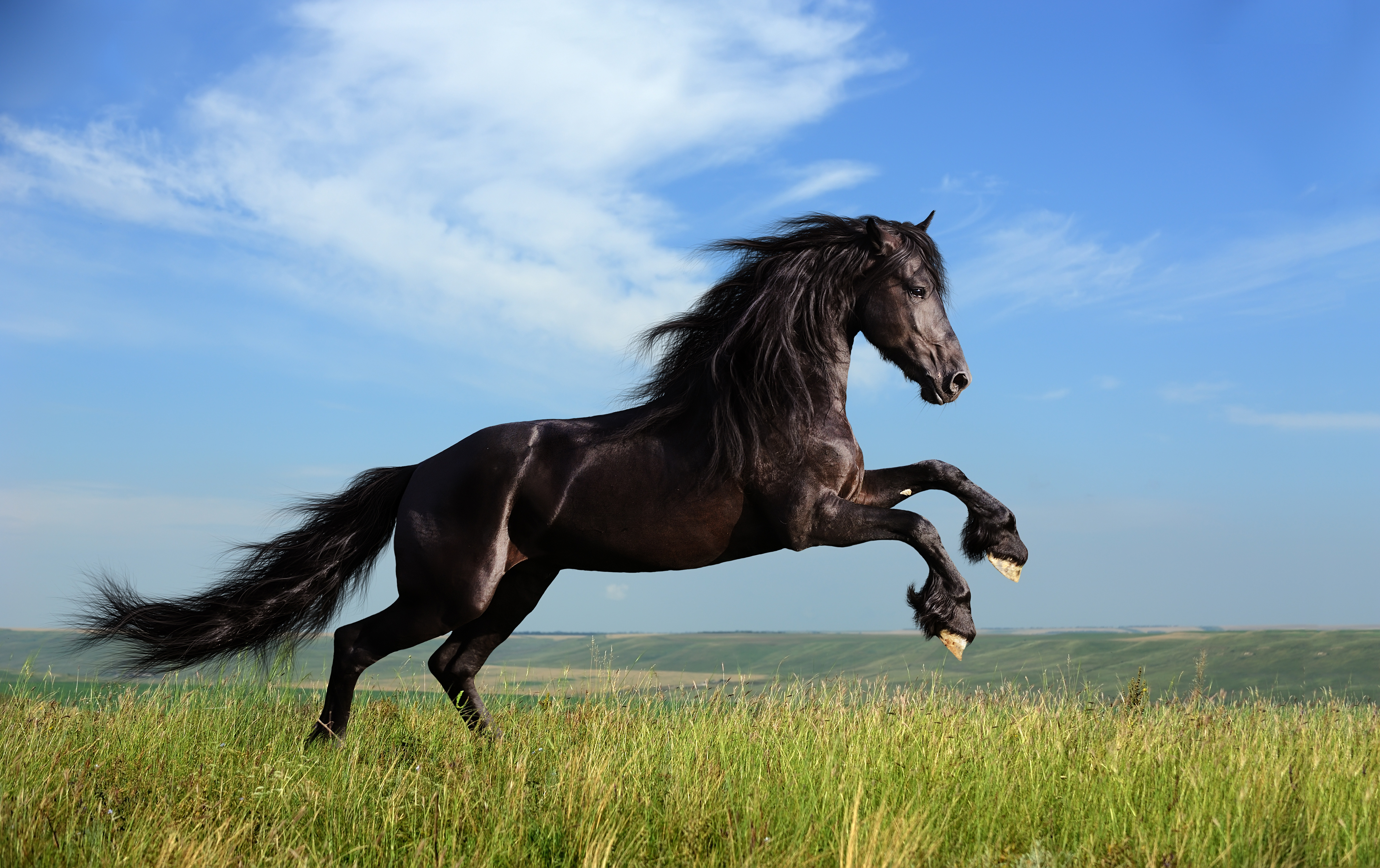 15+ Horse Wallpaper Hd Pictures
Free Download
Download File
Horse Wallpaper Hd
