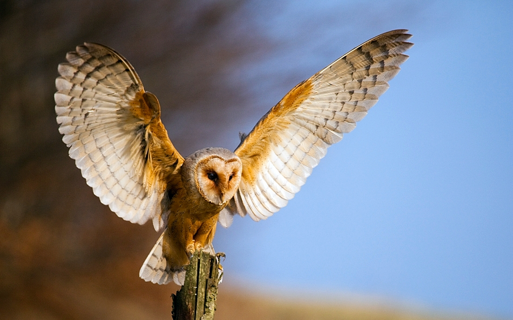 Temukan gambar wallpaper lucu dari koleksi gratis 800 wallpaper: Barn owl Wallpaper and Background Image | 1680x1050 | ID:355607